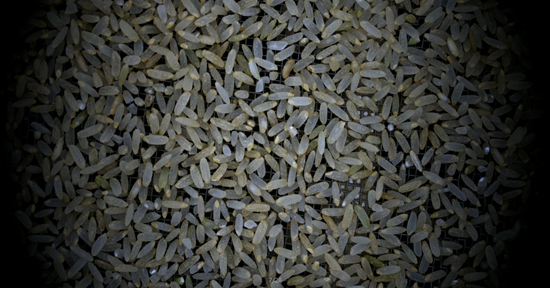 &nbsp;&nbsp;&nbsp;&nbsp;米机采集到的米质图像。&nbsp;哈尔滨工程大学李冰教师团队供图