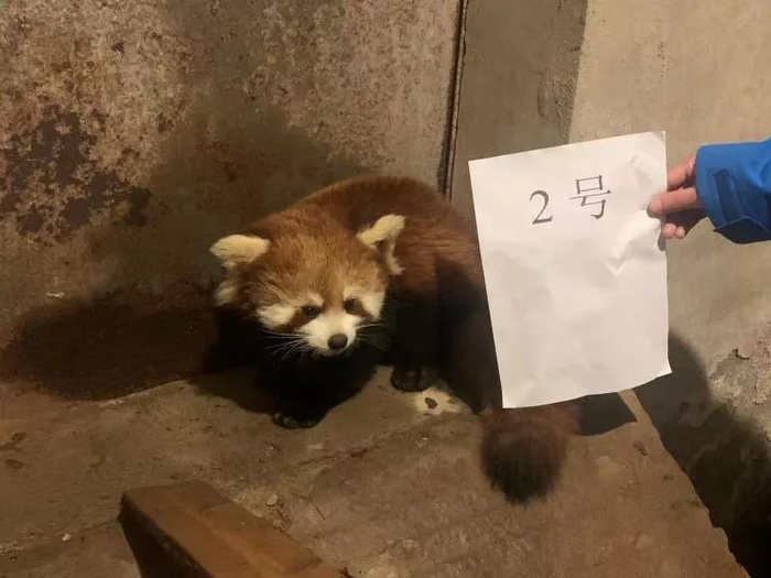 ▲被警方挡获的野生小熊猫。受访者供图