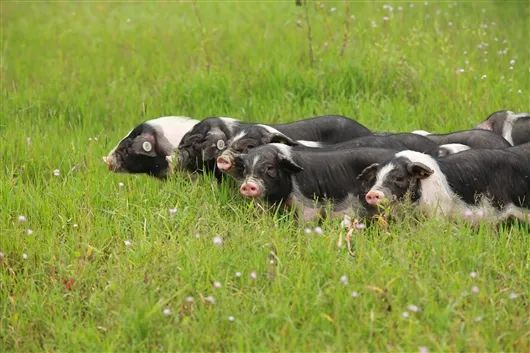 宁乡花猪  受访者供图