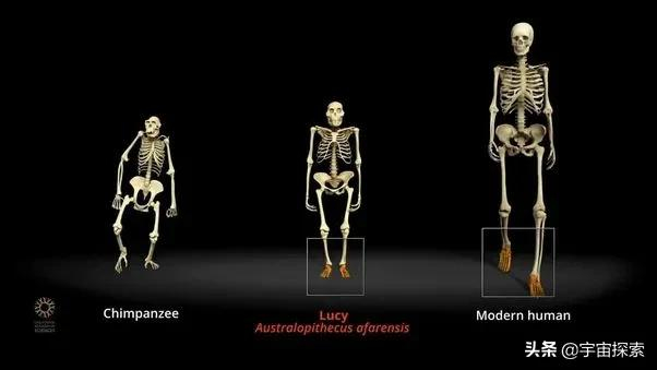 第一个人究竟是如何诞生的?人类到底来自何处?