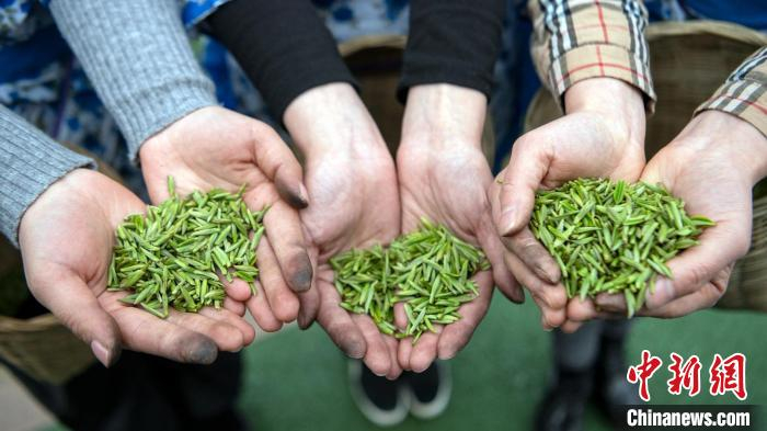 茶农展示刚采摘的新鲜茶叶尖。　刘忠俊 摄