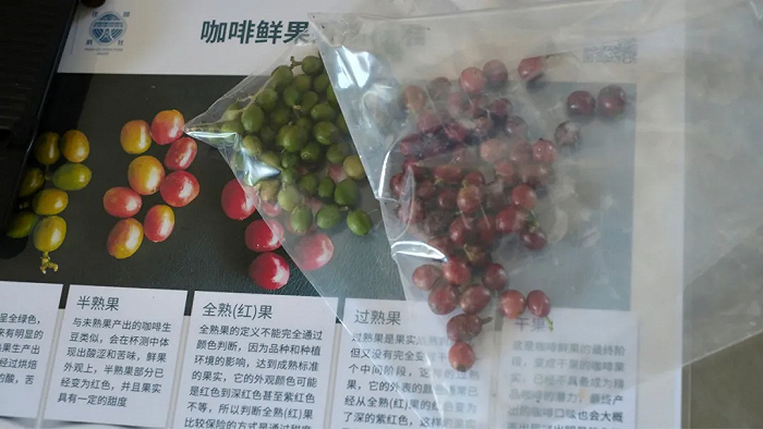 未熟果与全熟果 图源：YSCC