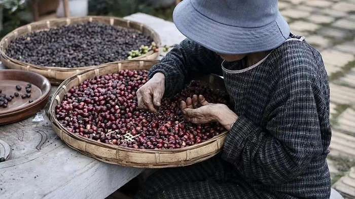 咖农悉心挑选高品质咖啡鲜果 图源：YSCC