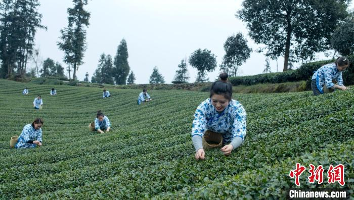 茶园里忙碌的茶农们。　刘忠俊 摄