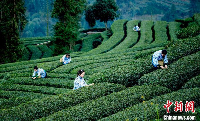 洪雅县止戈镇青杠坪茶叶基地茶农们正在采摘鲜茶。　刘忠俊 摄