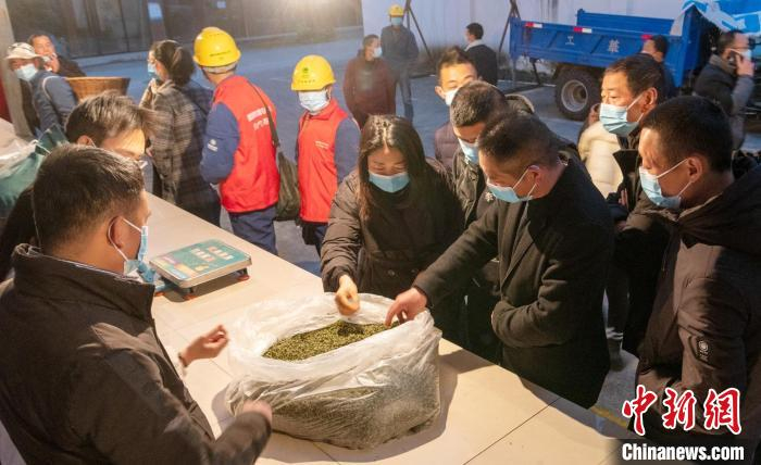 清晨，茶叶客商正在中山茶市收购新茶碧螺春。　刘忠俊 摄