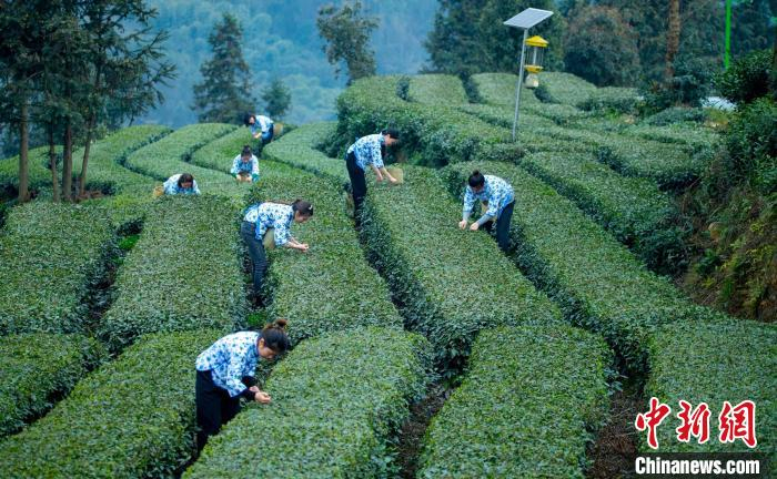 正在采摘鲜茶的茶农们。　刘忠俊 摄