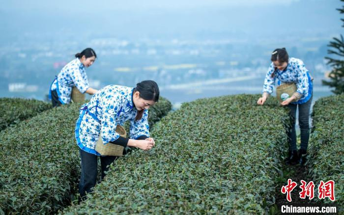 茶农们正在采摘春茶叶尖。　刘忠俊 摄