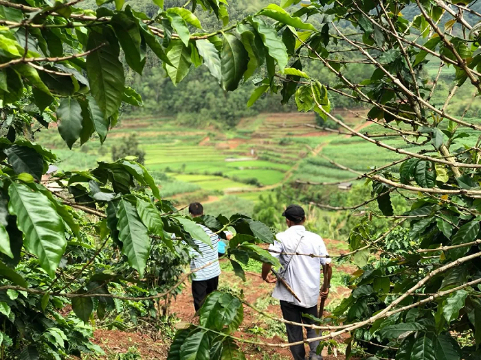 种在云南山间的咖啡树 图源：YSCC