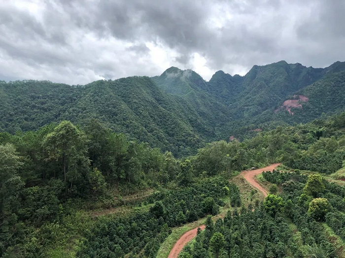 中国最西南边陲的咖啡种植地 图源：YSCC
