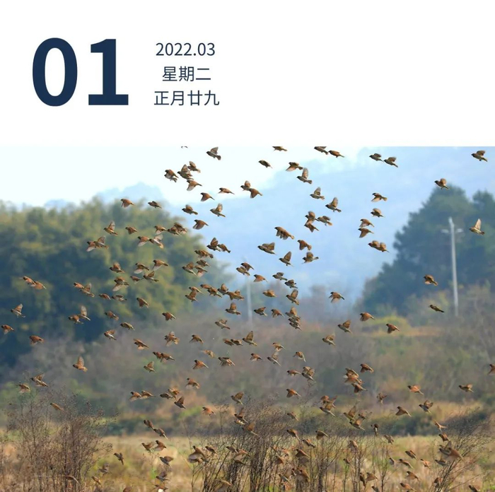 肇庆市封开县杏花镇白马村，鸟儿在农田里飞舞。莫献绪 摄