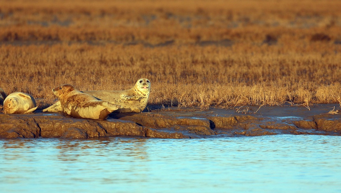 随着政府和民间的共同努力，相信未来斑海豹会得到更好的保护。  田继光 图