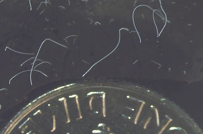 图中硬币附近的白色线状物为Thiomargarita magnifica。 图片来源：《科学》