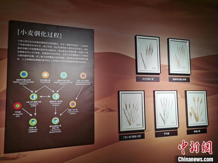 图为延津小麦文化馆里关于小麦驯化过程的介绍。　刘鹏 摄