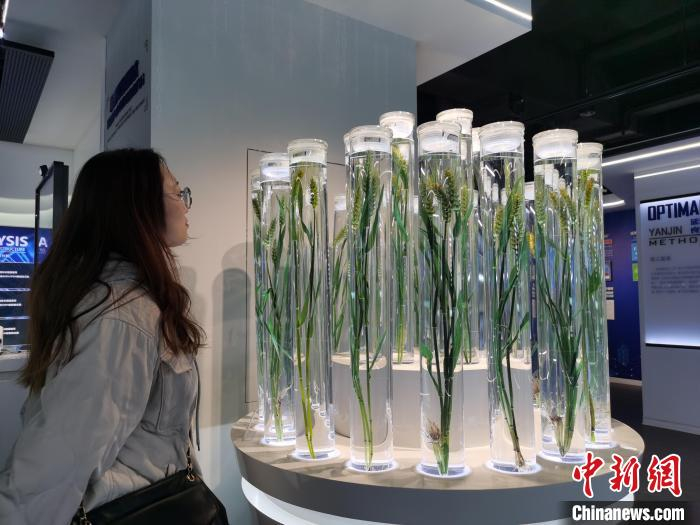 图为参观者在延津小麦文化馆里观看小麦生长标本。　刘鹏 摄