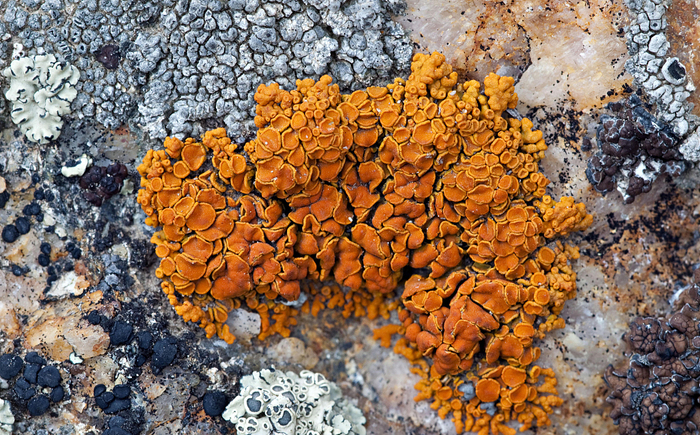 橙黄色地衣