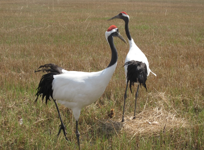 丹顶鹤。国家林业和草原局供图