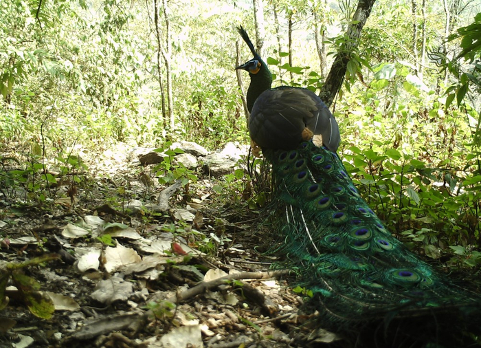 绿孔雀。国家林业和草原局供图