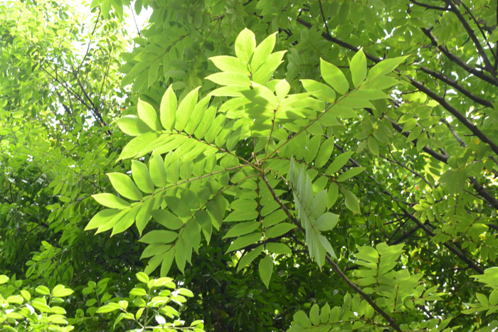 伯乐树。国家林业和草原局供图