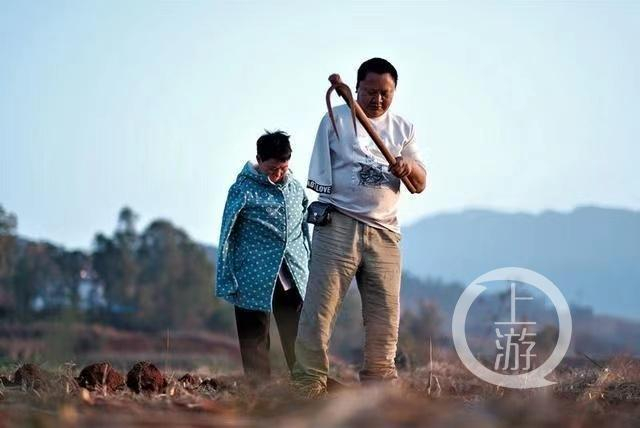 ▲张顺东夫妻俩在田地里劳动。图片来源/徐懿 陆雯 陈飞供图