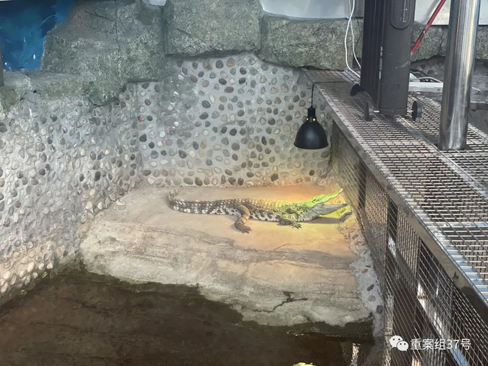 北京市野生水生动植物救护中心收到的鳄鱼，目前在中心科普展厅单独饲养。新京报记者张静姝摄