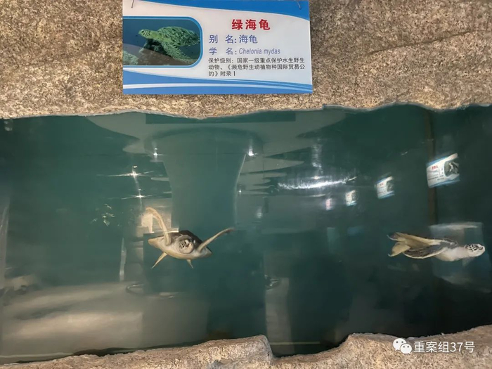 警方“解救”的海龟，被送往北京市野生水生动植物救护中心。新京报记者 张静姝摄