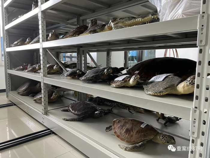 除了活体动物外，北京市区野生水生动植物救护中心还存有相关部门缴获的非法野生动物标本。新京报记者张静姝摄