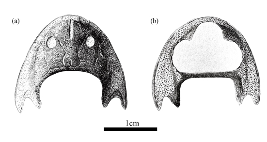 滨海涌洞鱼头甲复原素描图