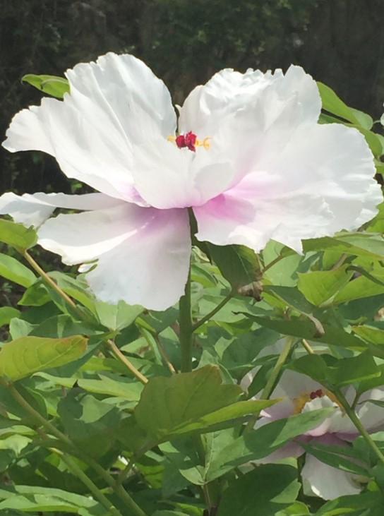 紫斑牡丹。国家林业和草原局供图