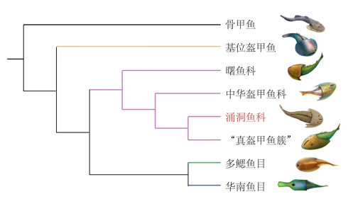 盔甲鱼类系统分类示意图