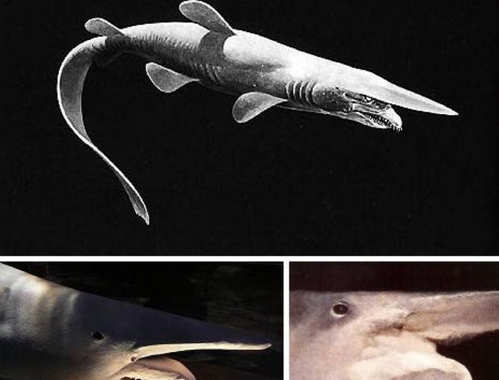 会自爆的魔鬼鲨之谜:它骄傲又神秘,宁可自爆也不愿被捕