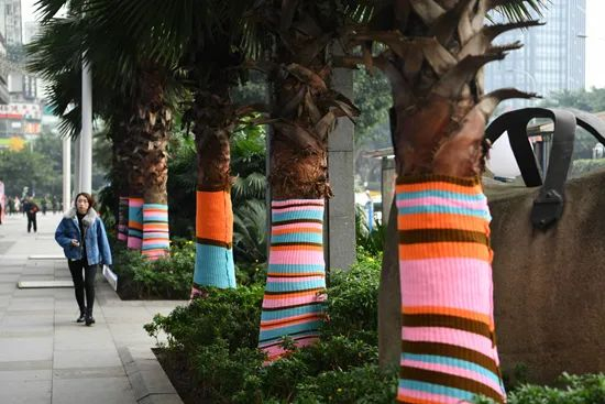 2017年12月，重庆街边大树穿着毛衣御寒。（资料图片）视觉中国供图