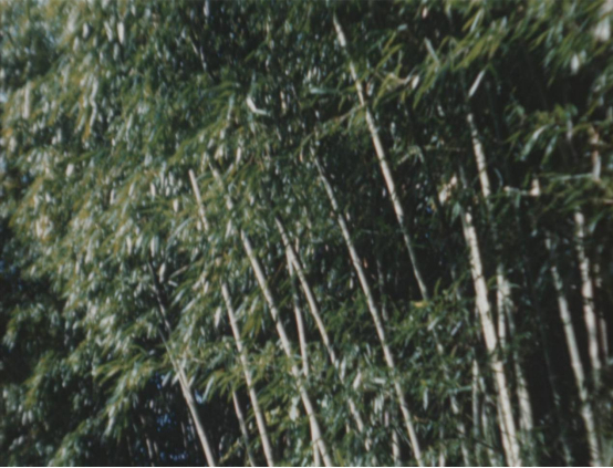 纪录片《扬子江畔一小城》