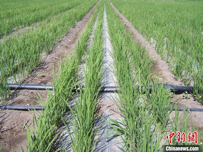 图为水稻滴灌直播技术的应用。资料图 米宏伟 摄