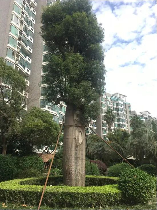 上海2002年从澳大利亚进口的大树 （受访者供图）