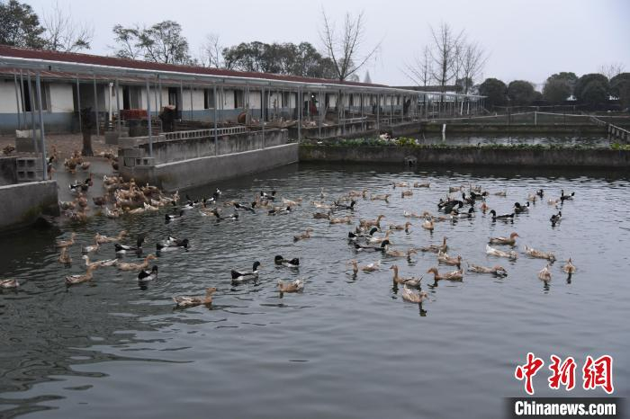 位于浙江缙云新建镇的国家级缙云麻鸭保种场 范宇斌 摄