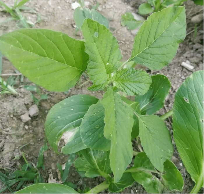 农村常见的野苋菜是个宝,茎叶可以食用,根还可以药用看到请重视