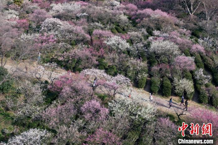 南京梅花山姹紫嫣红春意浓。　泱波 摄