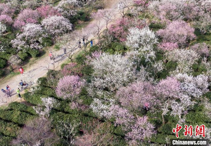 大批民众前来踏青赏梅。　泱波 摄