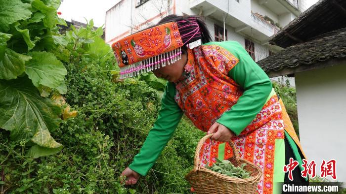 采摘软萩草。　 罗盼 摄