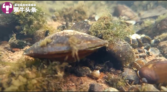 郭亮在水下拍摄到的河蚌。