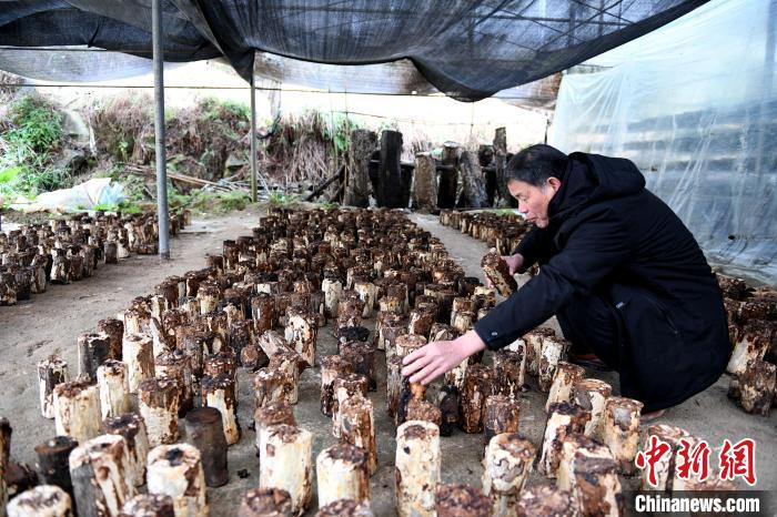 图为：老技术员蔡绍金察正在看椴木香菇的长势。　吴振湖供图