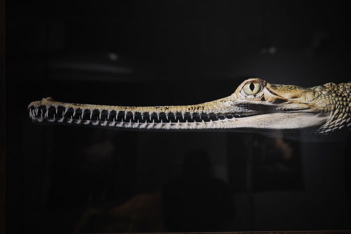 展出的摄影作品，极危动物恒河鳄。新京报记者 浦峰 摄