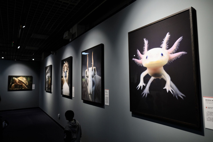 右一为极危动物墨西哥钝口螈。新京报记者 浦峰 摄