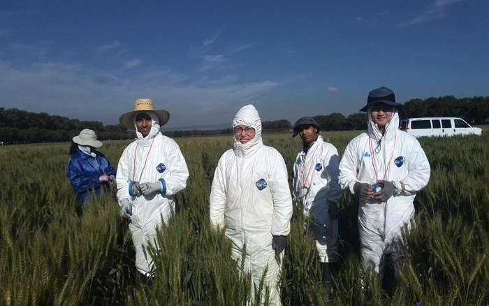 高利（中）在国际玉米小麦改良中心，在田间做查找病原菌研究。受访者供图