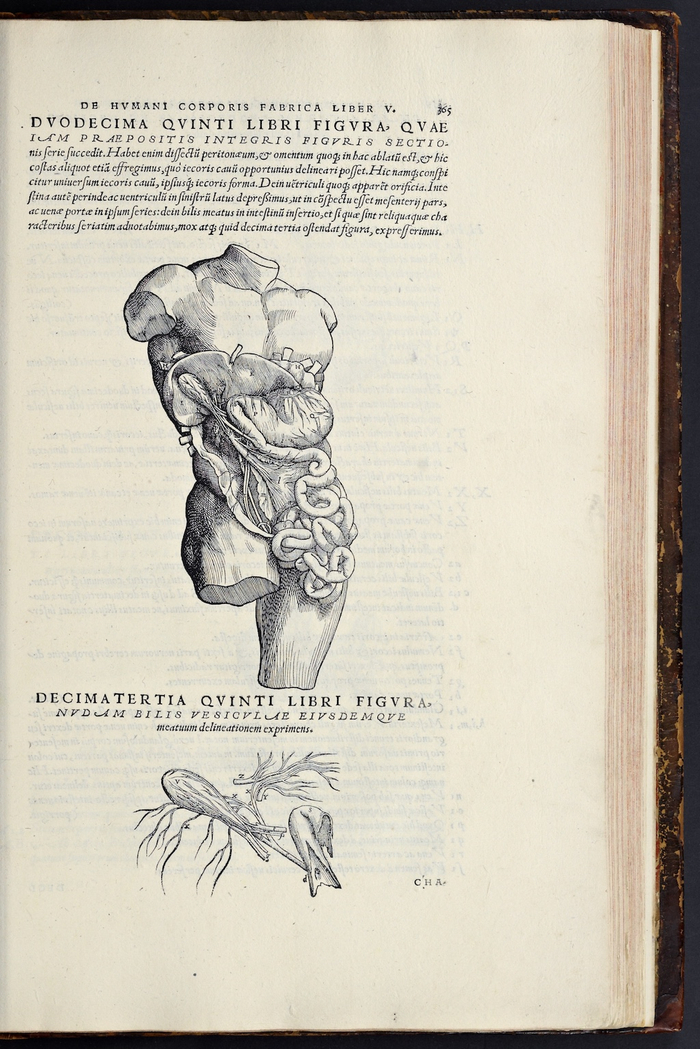 《人体的构造》（1543）插图