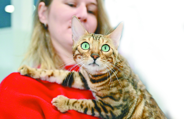 3月6日，俄罗斯莫斯科举办猫咪展览。