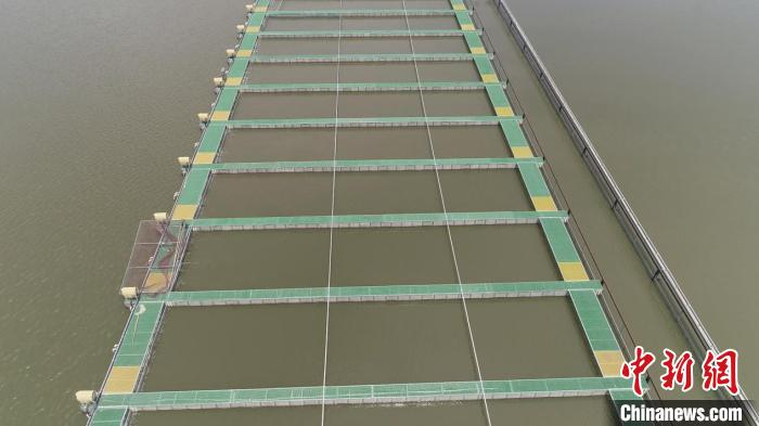 菱湖镇新庙里村跑道养鱼现场 沈芳芳 摄