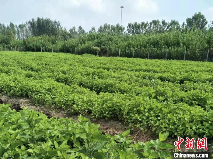 练市镇朱家兜村蚕桑养殖基地 陶新中 摄