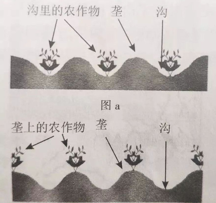 地理视角看垄沟种植|葡萄|土壤|水分|作物|地区_新浪新闻